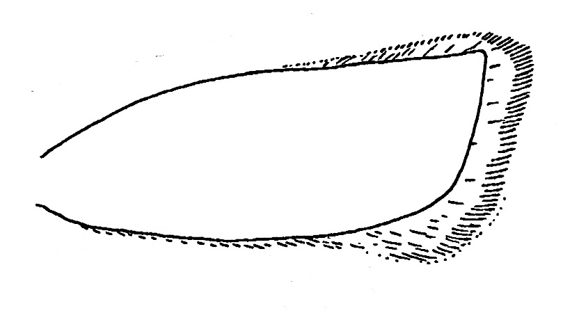 Shape forewing with cilia of Carcina quercana (Oecophoridae).
